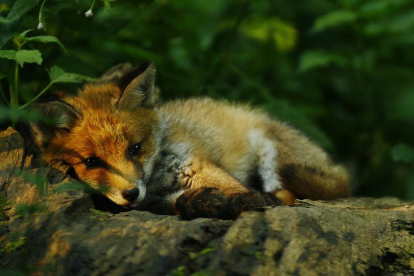 Tierisch müde, der kleine Fuchs.