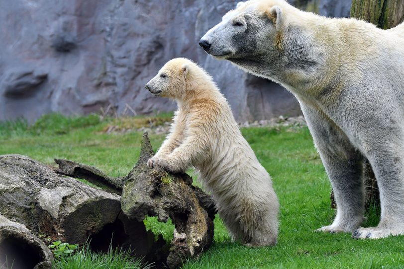 Nanook spielt mit Mama Lara.