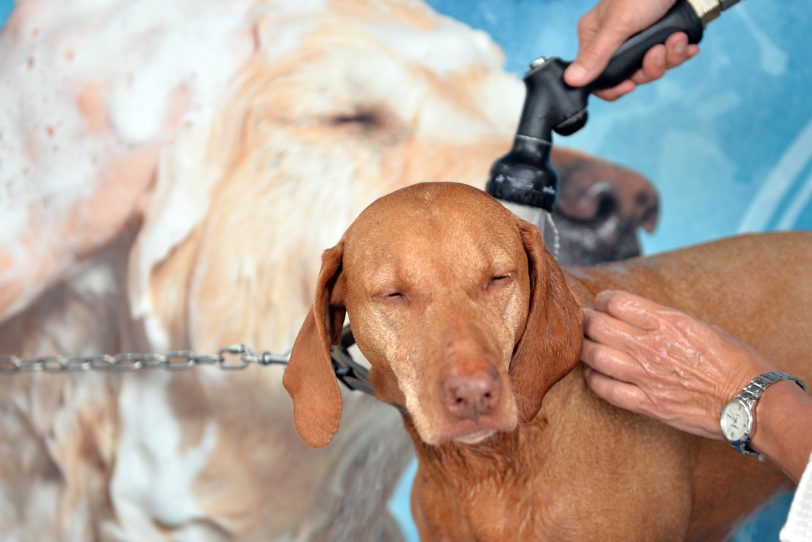 In Wanne-Eickel gibt es die erste Hundewaschanlage auf dem Gelände des Autowaschcenters Klaeser an der Dorstener Straße. im Bild: Hündin Luna wird in der Waschanlage abgebraust.