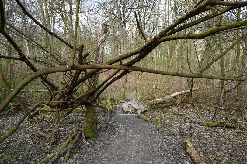 Die Trails im Wald hinter der Hügelstraße sind nicht immer von Menschen gemacht.