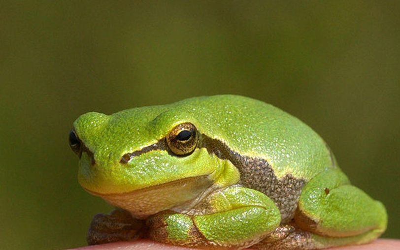 Spaß um einen lauten Frosch.