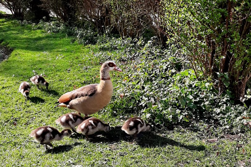 Der Frühling ist in Strünkede eingezogen - Ausflug der Gänsefamilie.