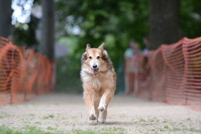 Der schnellste Hund wird gesucht.