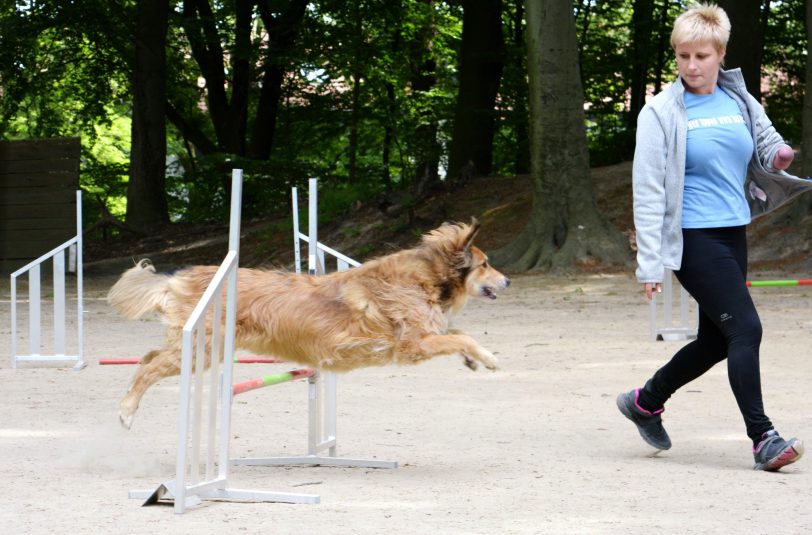 Die Bunten Hunde suchen ihren Agility-Vereinsmeister.