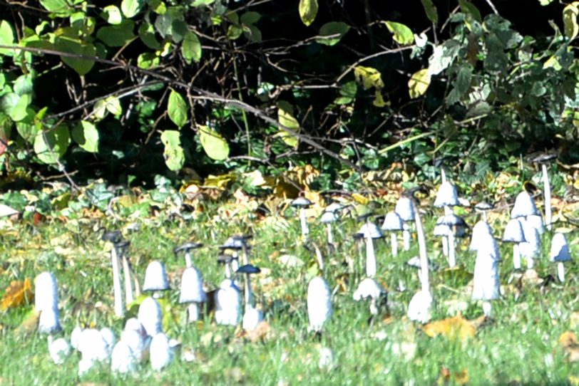 Herbstzeit ist Pilzzeit. Sprießende Stinkmorchel.