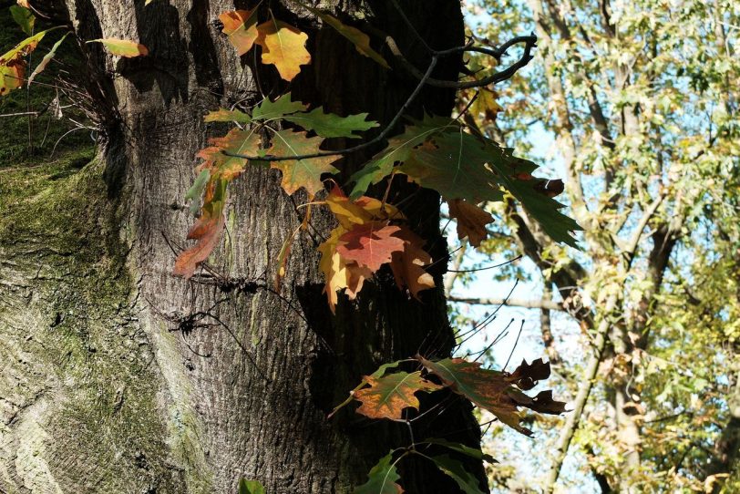 Herbst in Herne
