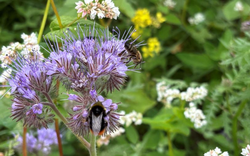 Soll für mehr blühende Landschaften und Insekten sorgen: Der neue Bürgerblühstreifen an der Gerther Straße, einige Meter schräg gegenüber von der Hausnummer 140.