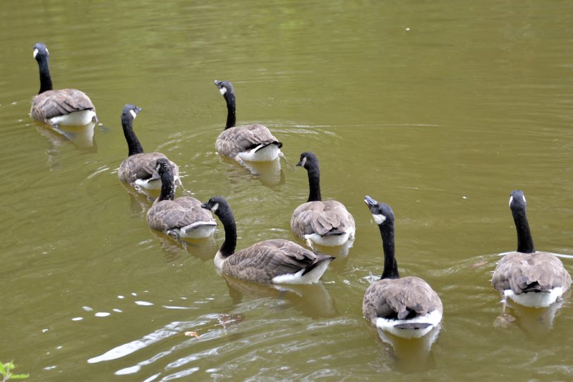 Sollen vertrieben werden: Kanada-Gänse im Revierpark Gysenberg.