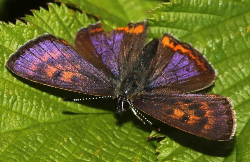 Ein Schmetterling, genauer: ein Blauschillernder Feuerfalter.