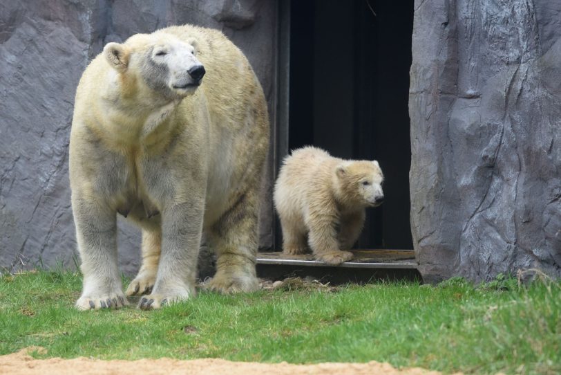 Eisbärmädchen Nanook erkundet die Außenanlage