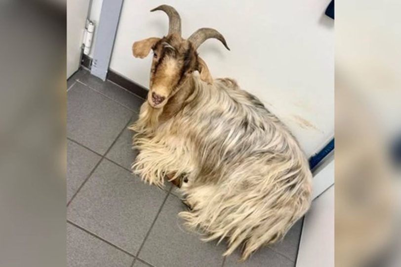 Ziegenbock findet den Weg von Herne zurück nach Dinslaken. Ganz schön reiselustig.