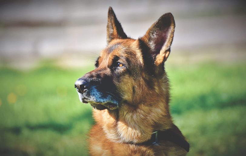 Ein Schäferhund. (Symbolbild).
