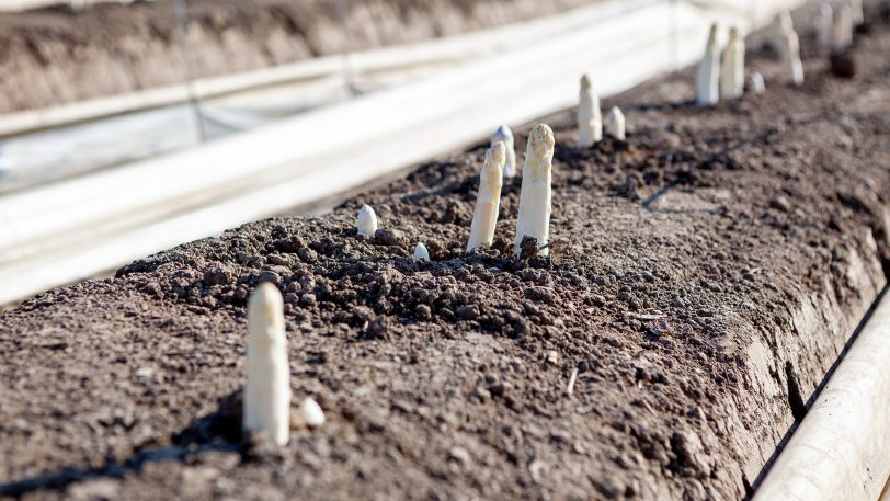 Kommt langsam hervor: Der Spargel, hier noch in einem Spargeldamm.