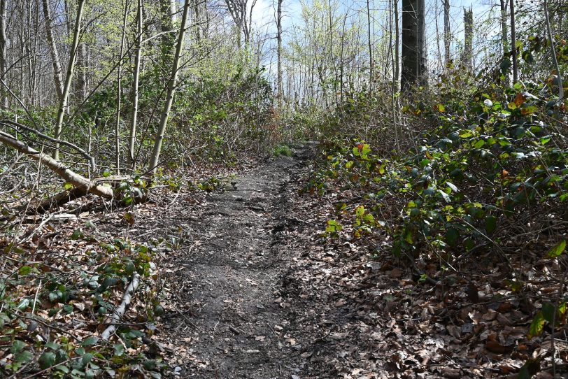 Ein vorhandener Singletrail im Gysenbergpark.