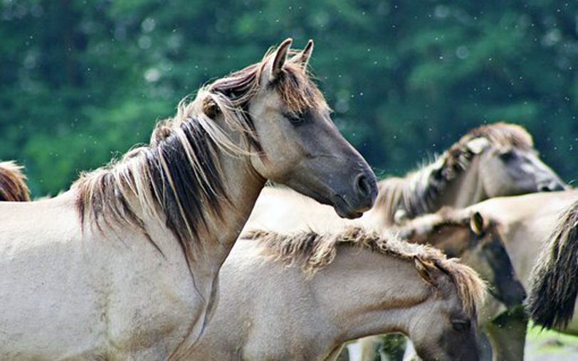 Sollen zu Dickköpfen werden: Dülmener Wildpferde.