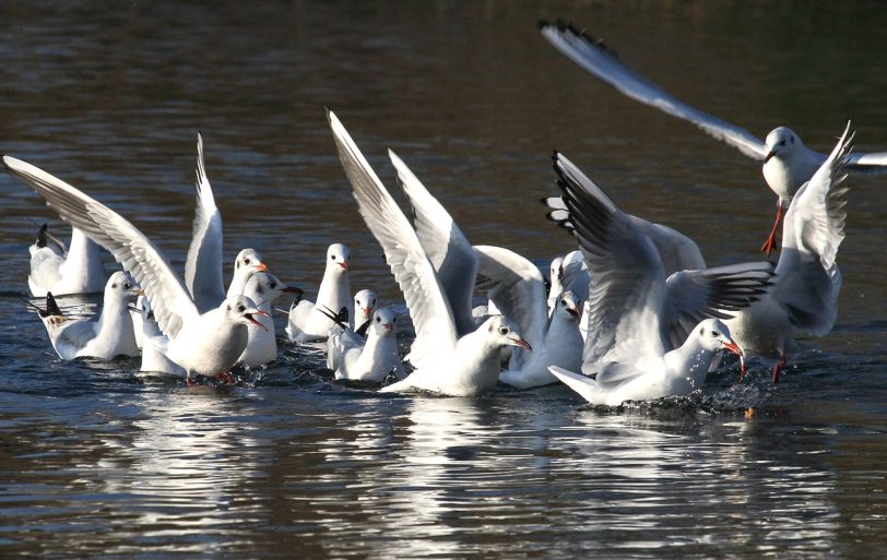 Lachmöwen am Ümminger See.
