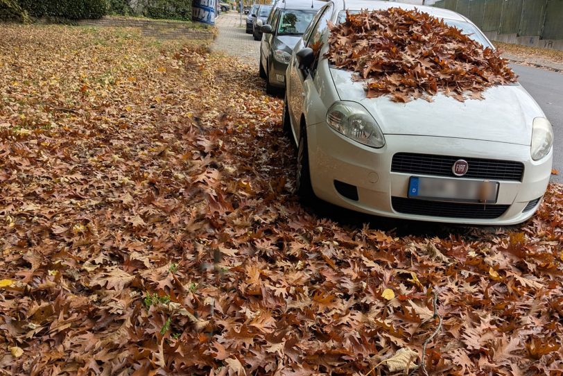 Neben vielen Blättern, fiel auch viel Regen.