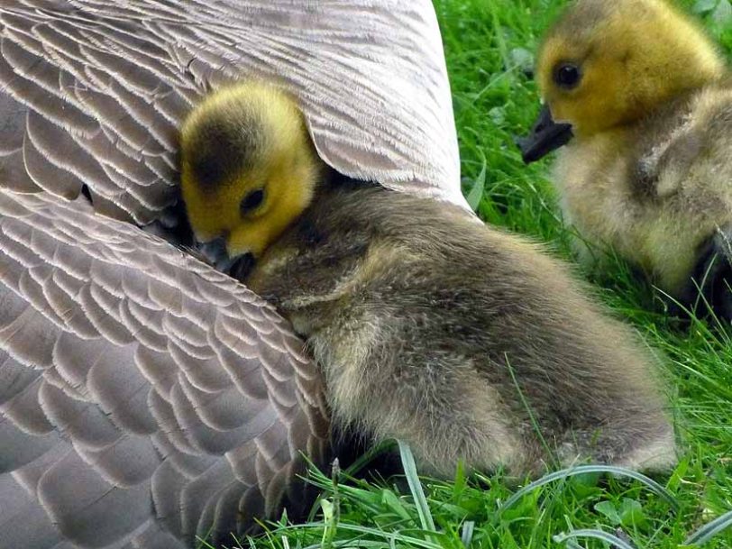 Enten und andere Tiere kommen in der Vorlesegeschichte vor. (Symbolbild)