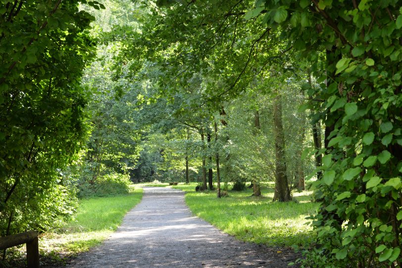 Waldweg im Revierpark Gysenberg.