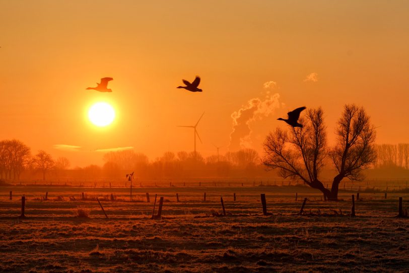 Besonderes Naturschauspiel: Gänse im Flug bei Sonnenaufgang.