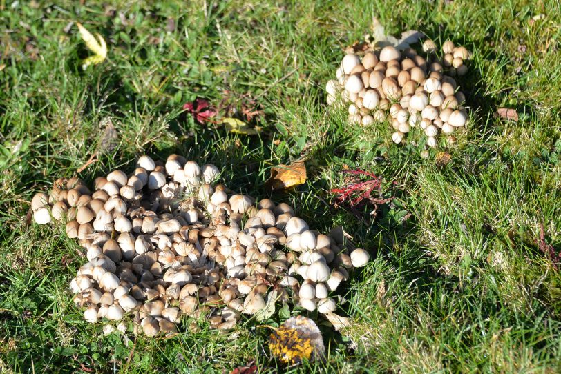 Pilze auf einer herbstlichen Wiese.