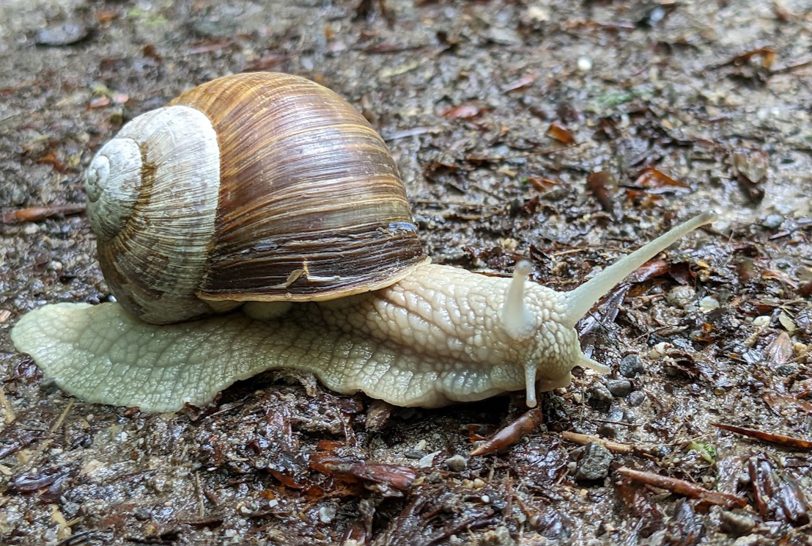 Schnecken haben ihre eigene Wohnung immer bei sich.