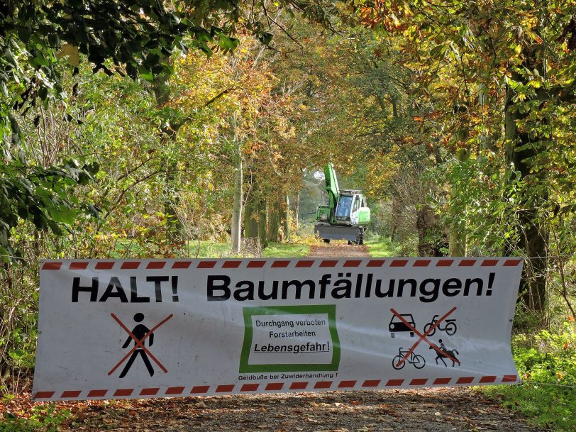 Baumfällung.