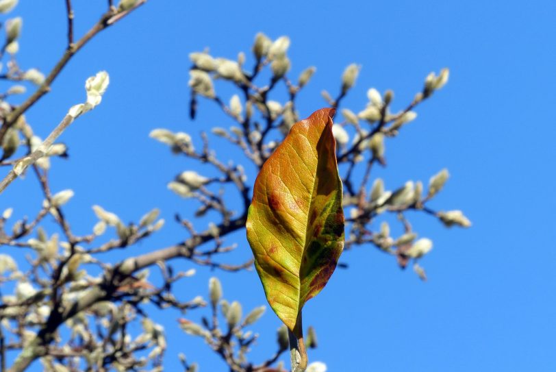 Herbstimpressionen: Im Herbst beginnt die Zeit der sanften Blüten und Blattfarben. (Symbolbild)