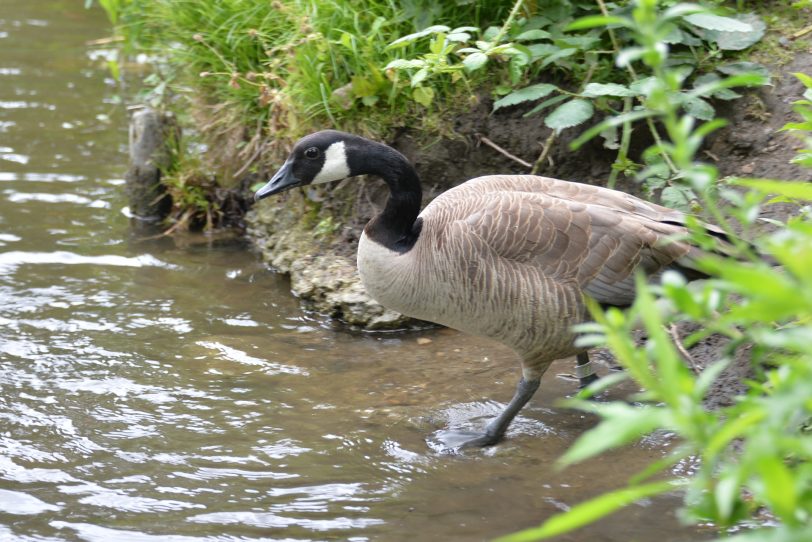 Kanada-Gänse im Revierpark Gysenberg.