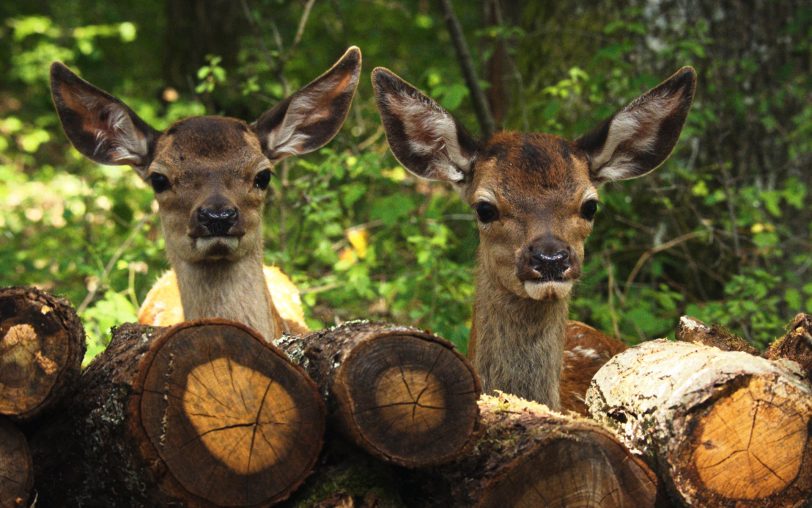 Bambi und seine Freundin Faline.
