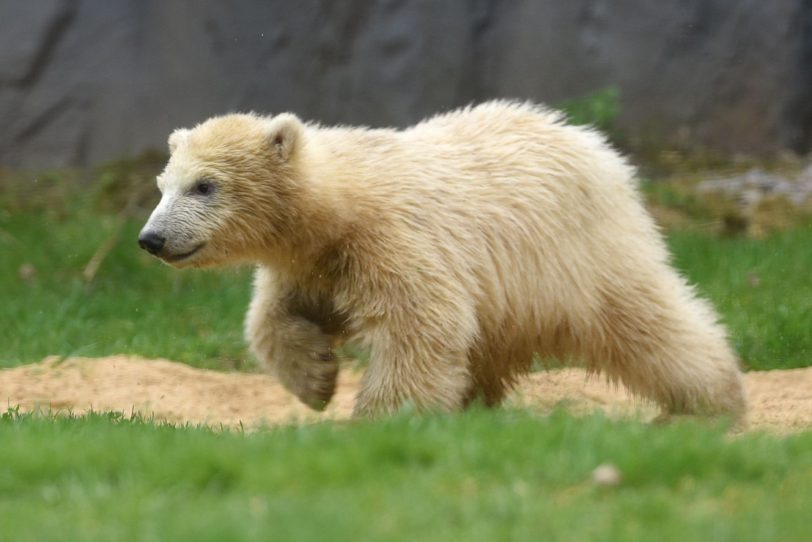 Eisbärmädchen Nanook erkundet die Außenanlage