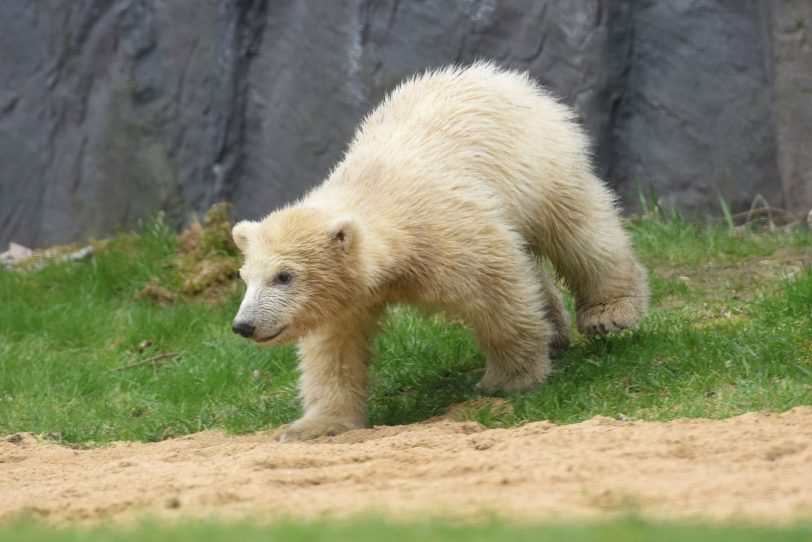 Eisbärmädchen Nanook erkundet die Außenanlage