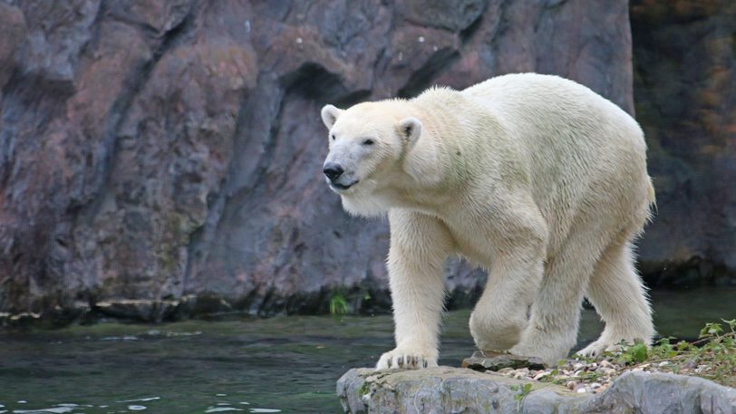 Eisbärin Lara aus der Zoom Erlebniswelt bekam Anfang Dezember 2021 wieder Jungtiere.