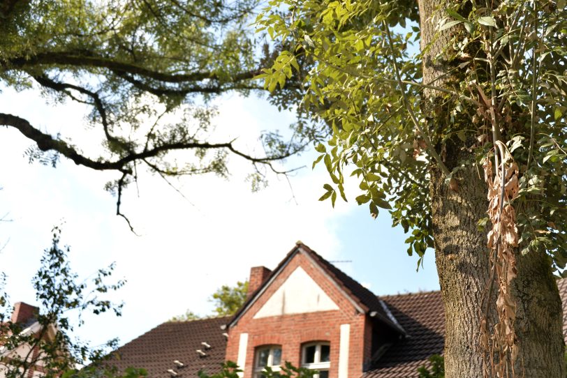 Baumsterben - Eschen an der Rheinischen Straße.