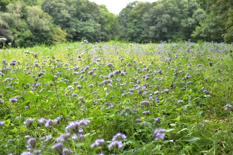 Der Bienenfreund (Phacelia tanacetifolia), auch Büschelschön oder Rainfarn genannt, blüht im Gysenberg-Wald.