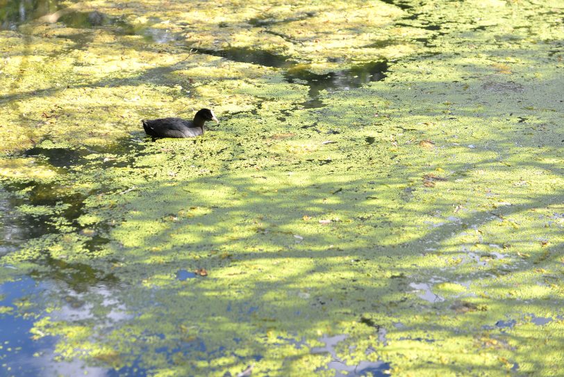 Algenbefall im Ostbachteich im Juni 2019..