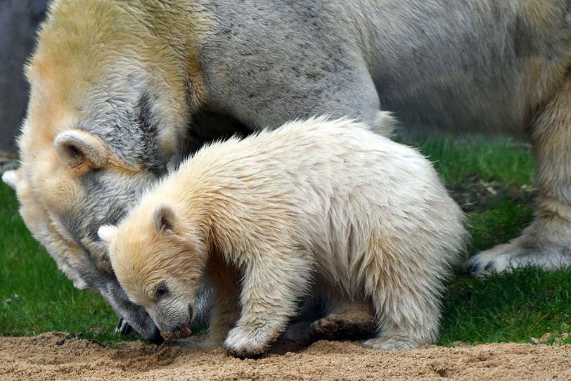 Nanook spielt mit Mama Lara.