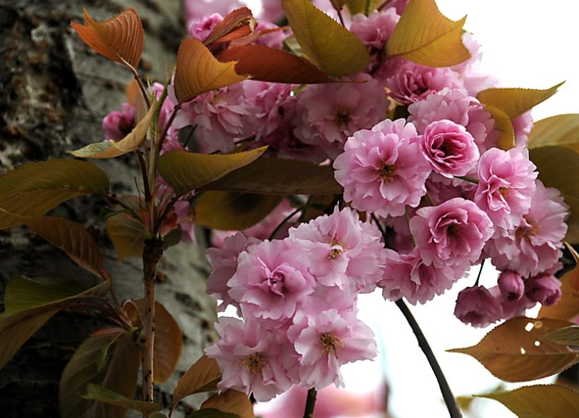 Kirschblüte in Holsterhausen.