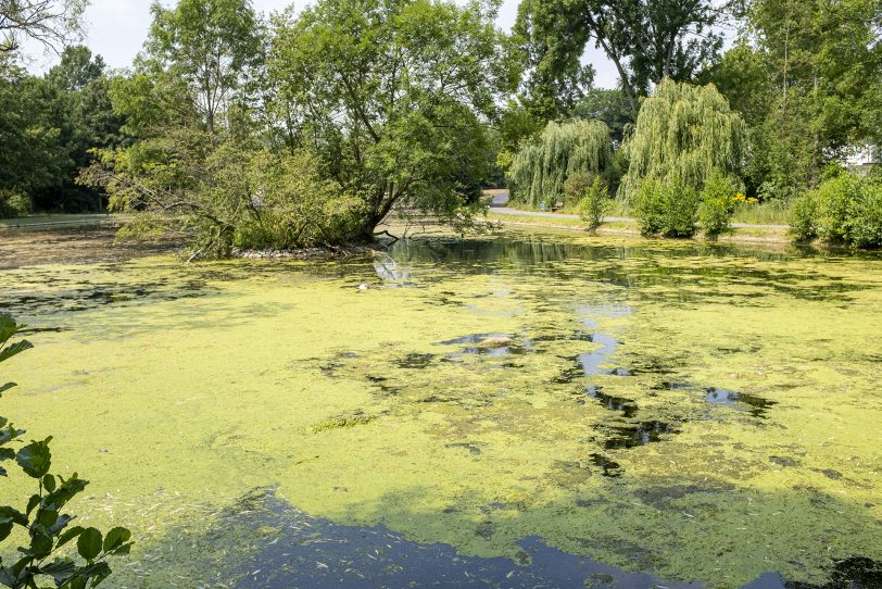 Algenbefall am Ostbachteich.