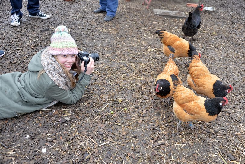 Clara -auf Fotopirsch im Hühnerstall.