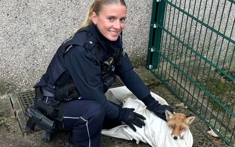 Polizeibeamte retteten Fuchs 