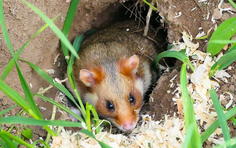 Erste Feldhamster aus der ZOOM Erlebniswelt Gelsenkirchen wurden erfolgreich ausgewildert.