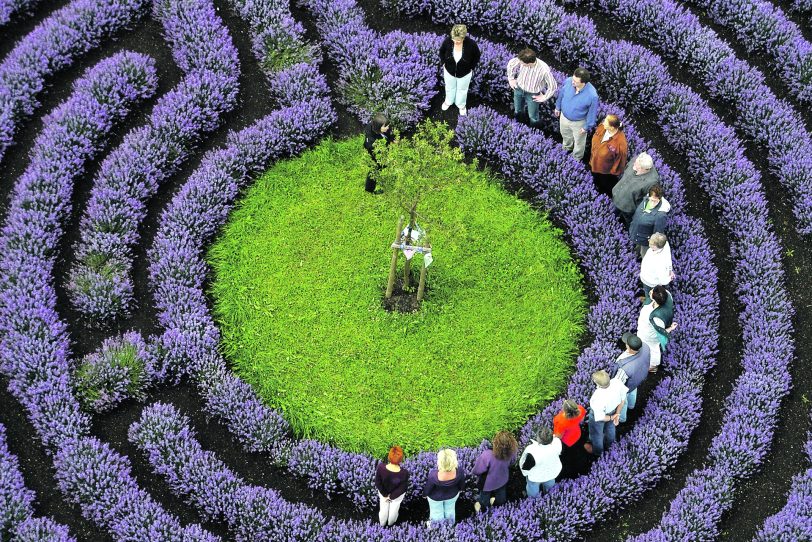 Das Lavendel-Labyrinth in Kastellaun bei Cochem an der Mosel.