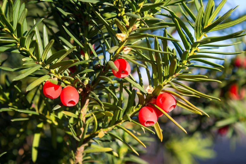 Achtung: Von außen ist es ihnen nicht anzusehen, aber einige heimische Gartenpflanzen wie zum Beispiel die Eibe sind giftig.