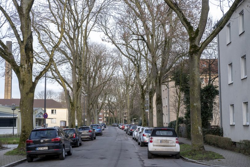 Ein Pilzbefall der Bäume an der Düngelstraße macht die Fällung von 21 Bäumen nötig.