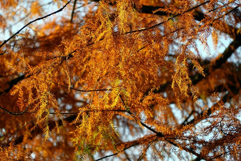 Herbstimpressionen.
