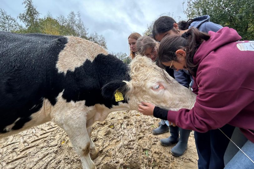 Kühe streicheln auf dem Lebenshof – Herner Tierschutzjugend.