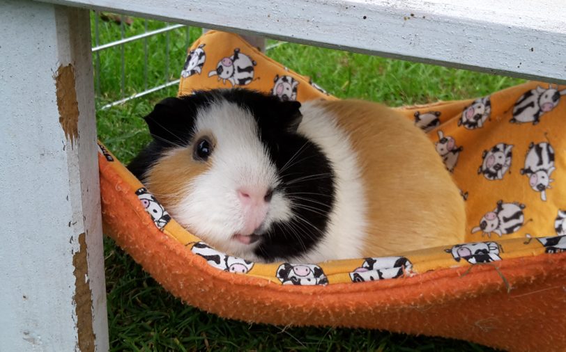 Meerschweinchen in der Hängematte.