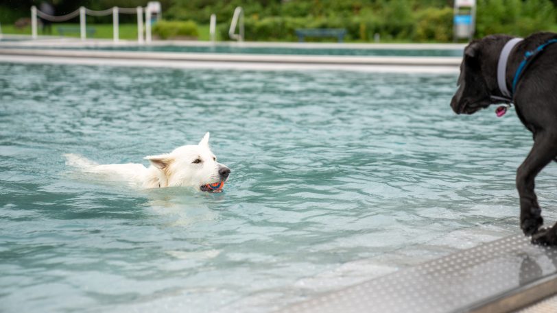 Das 4. Herner Hundeschwimmen am Samstag und Sonntag (14./15.10.2023) im Südpool.