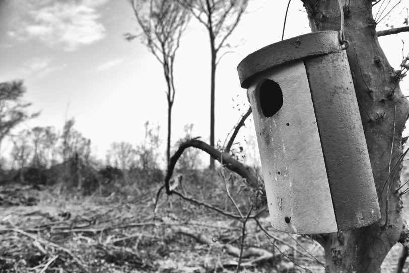Das Vogelhäuschen hing hoch im Baum - jetzt trennen es nur noch 1,5 Meter vom Erdboden.